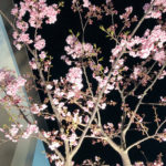湘南の桜